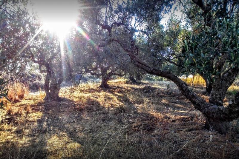 הרסוניסוס Mareva Hotel Apartments מראה חיצוני תמונה